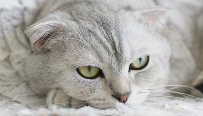 开云·体育官网APP下载-《战术板：顶级队伍的战术分析与解读》，战术模板