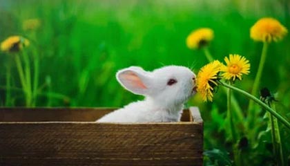 开云娱乐官网-VALORANT 国际赛场新格局初现，valorant比赛在哪看